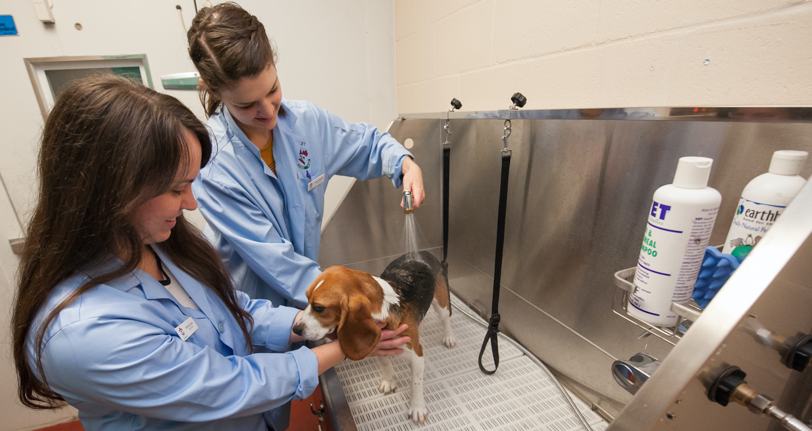 two veterinarians washing a beagle