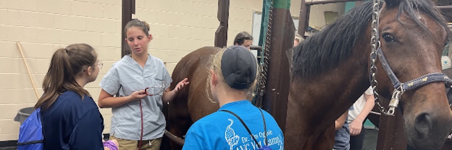 a veterinarian talking to two students with a brown horse