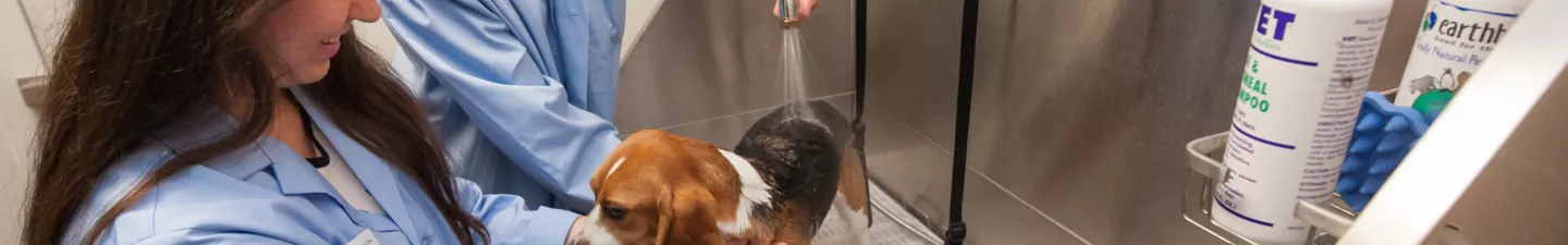 two veterinary students washing a beagle
