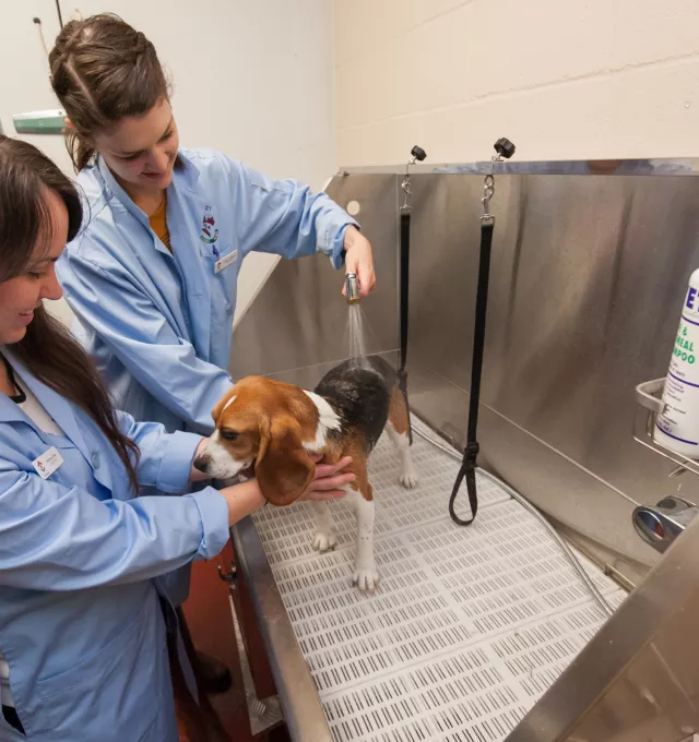 two veterinary students washing a beagle