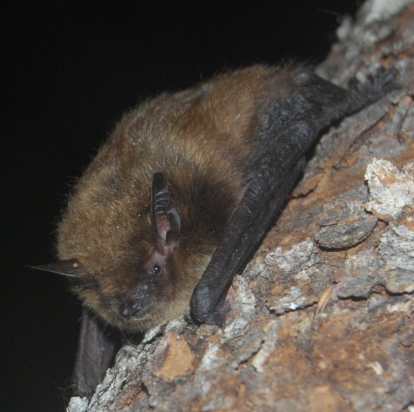 Rocío Escoba Falsedad Are bats back for the summer? Call 1-833-434-BATS (2287)! | University of  Prince Edward Island