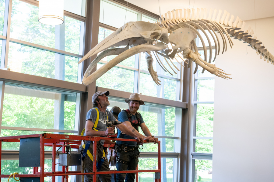 Artists install the minke whale skeleton in the AVC Learning Commons