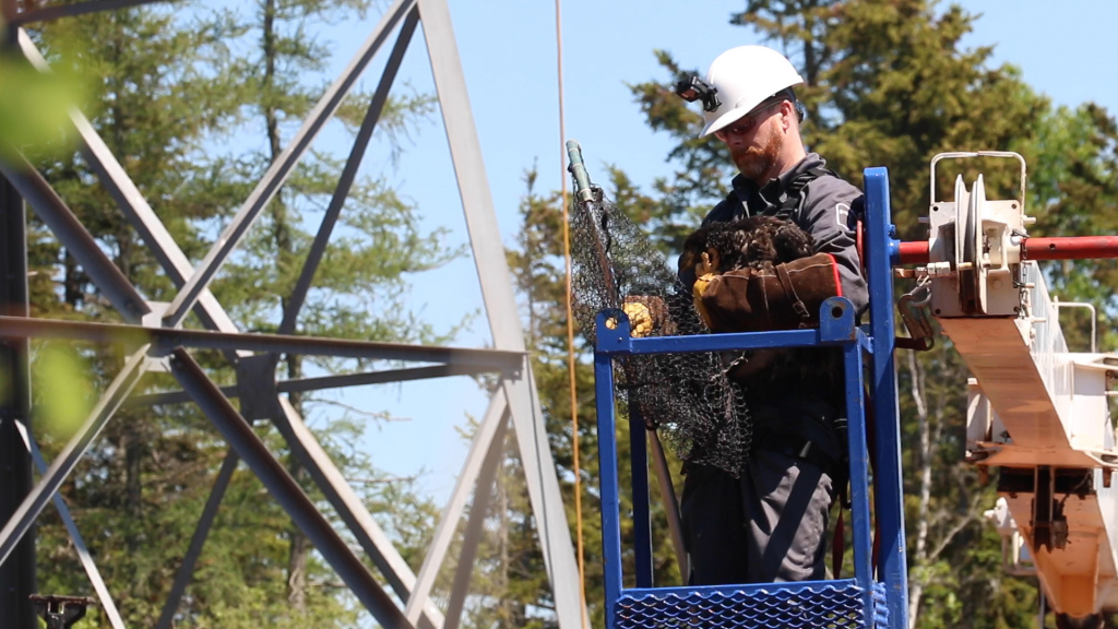 Dr. Dave McRuer holds the eaglet taken from its nest high in a high-voltage electrical tower. Photo: Murdo Messer Eaglet rescue in progress