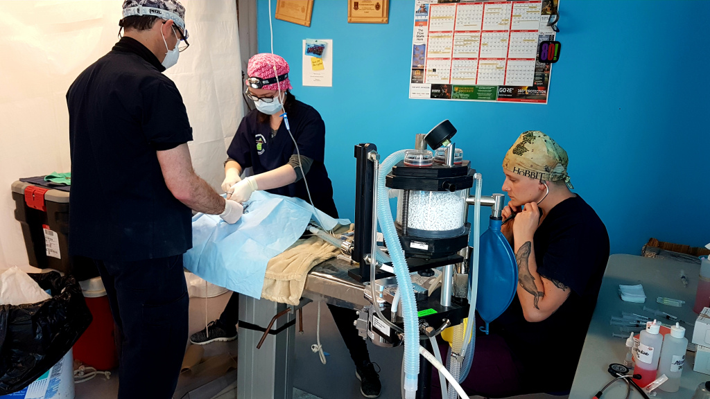 Members of the Chinook veterinary team in surgery