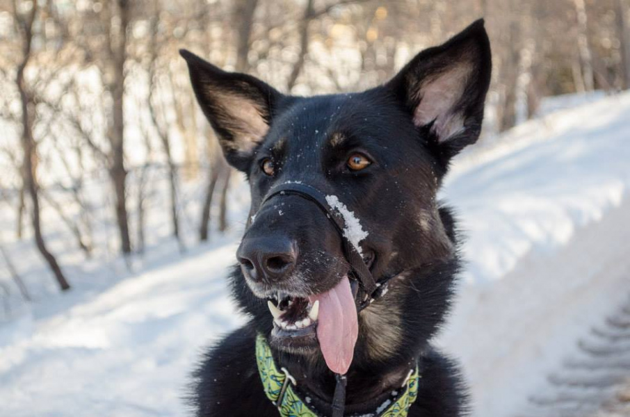 Boo shows off her pearly whites on a snowy day. Photo: David Taylor