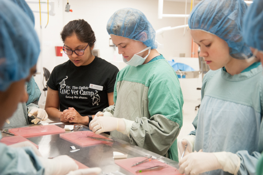 Gowned and gloved like surgeons, AVC Vet Camp participants learn how to suture.