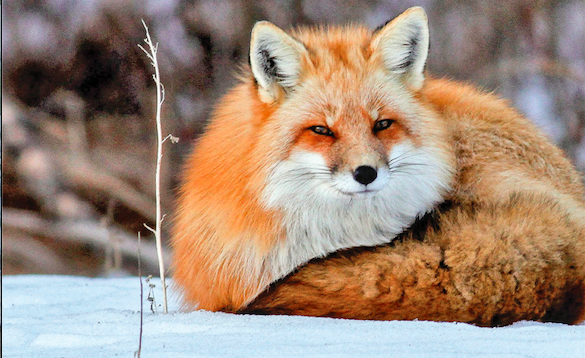 A fox in the snow