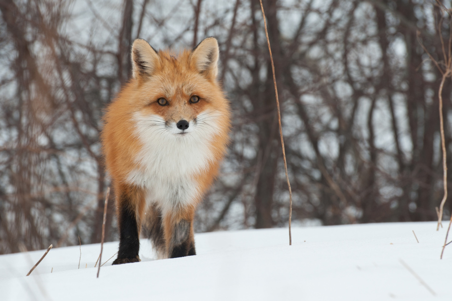 The red fox is one of the species discussed in Mammals of Prince Edward Island and Adjacent Marine Waters. The red fox is one of the species discussed in Mammals of Prince Edward Island and Adjacent Marine Waters.
