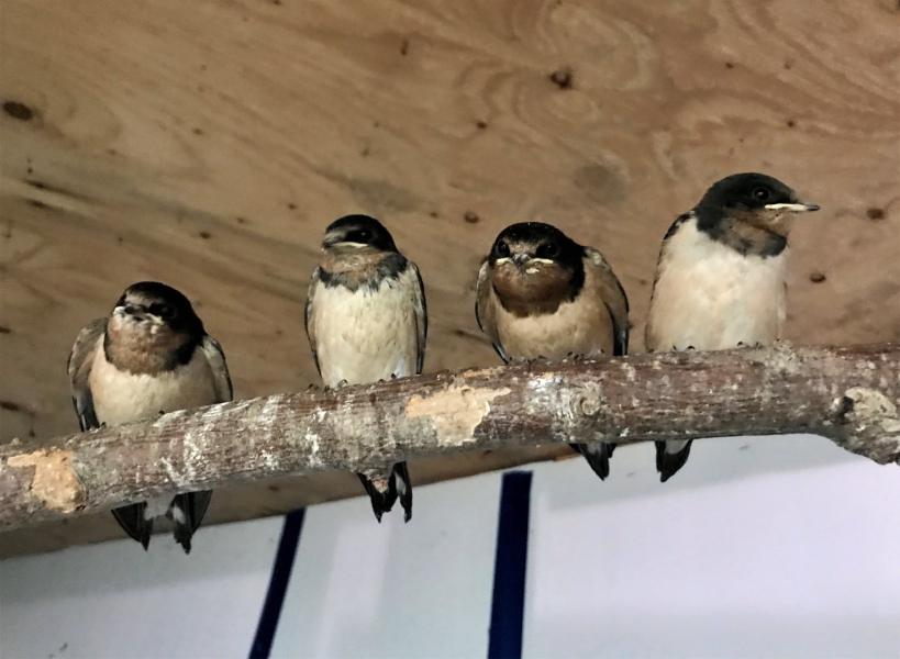 The barn swallow fledglings at the AVC Wildlife Service. Photo: Austin Ebbott