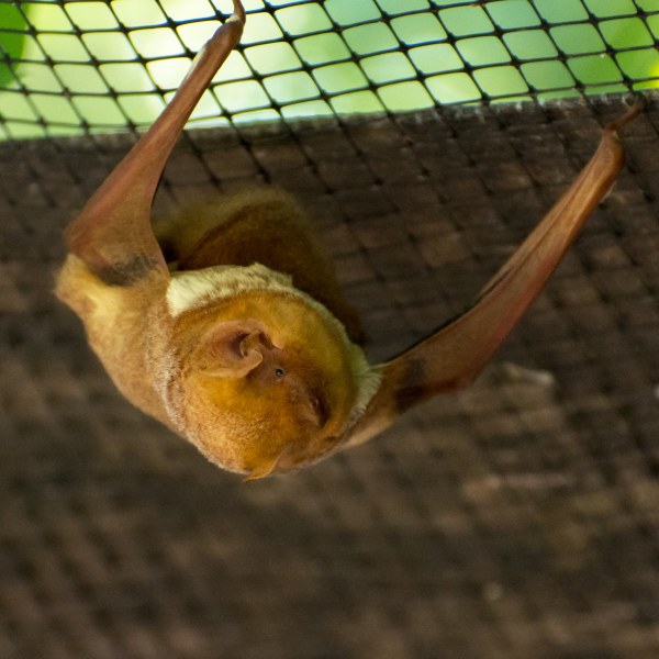 Eastern red bat. Photo: Jordi Segers