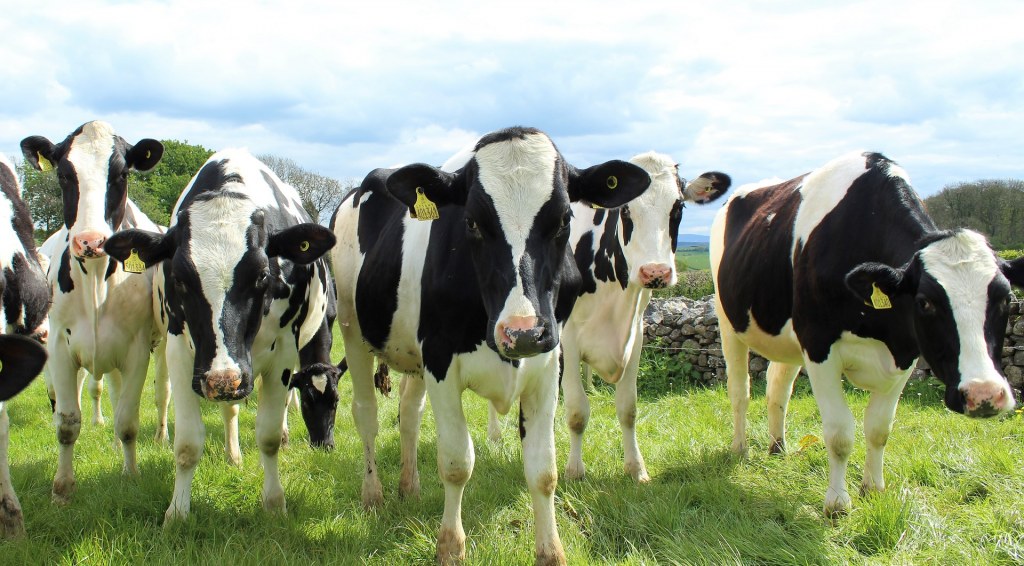 Dairy cattle graze in a field.