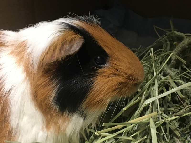 Waffles the guinea pig Waffles the guinea pig