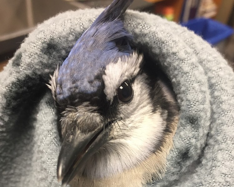 File photo of an injured blue jay that was brought into AVC Wildlife Service.