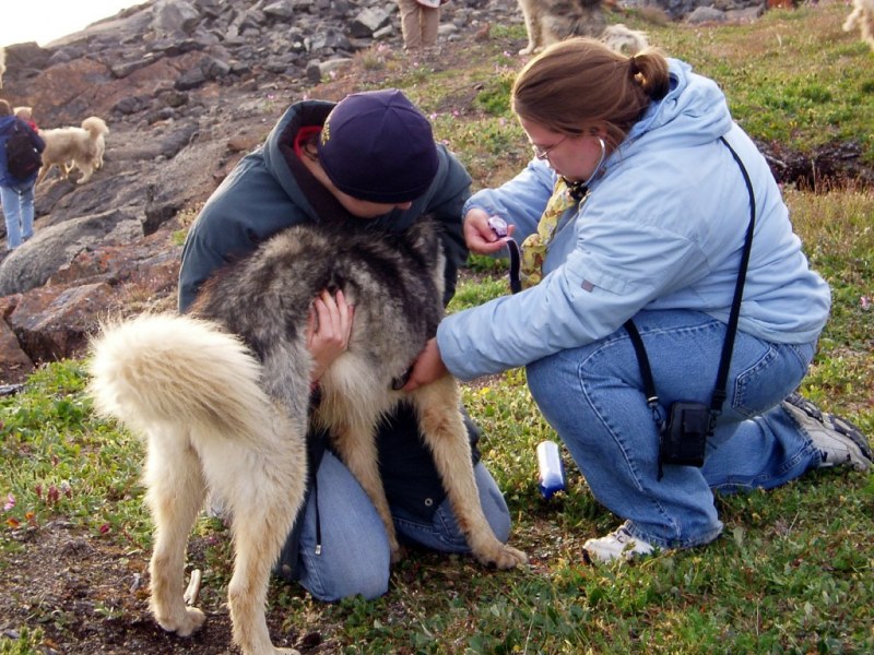 The Chinook Project team examines a dog during a past clinic. 