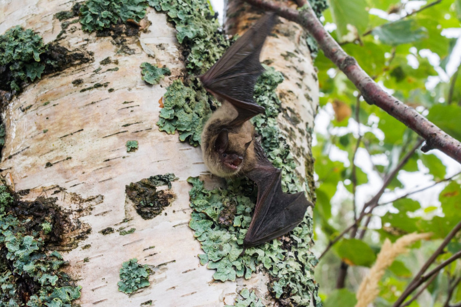 A little brown bat. Photo: Jordi Segers