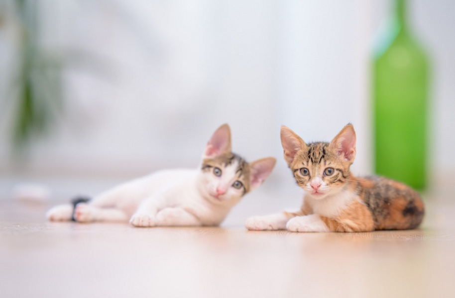 A new study out of AVC will determine the effects of various re-homing ages on subsequent behaviour problems and stress levels in kittens. (Credit: Freepik) Kittens laying on the floor (Credit: Freepik)