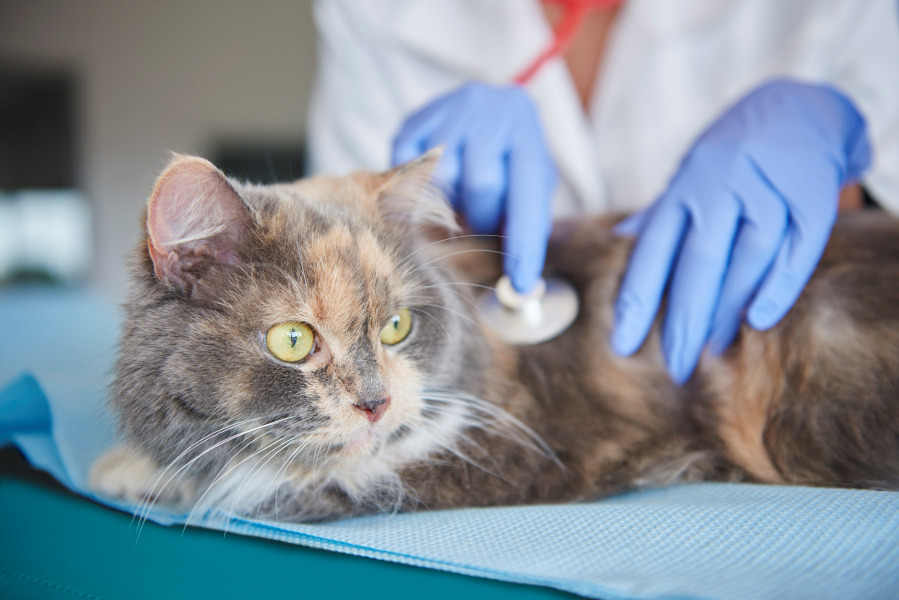 Cat being examined at veterinarians (Credit: Freepik)