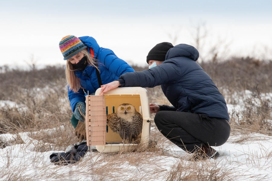 Fiep de Bie (left) releases an owl after treatment and rehabilitation at the AVC Wildlife Service. 