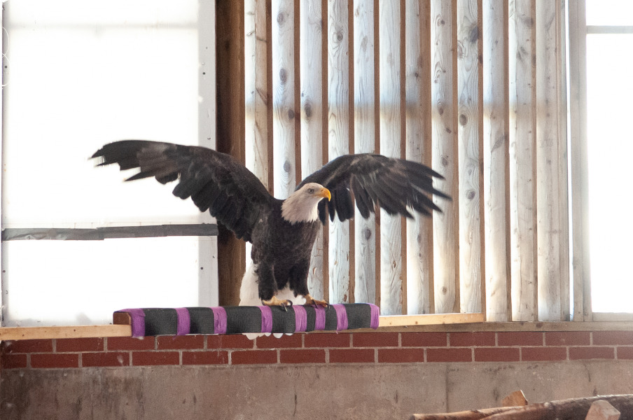 Bald eagle 450 in the Atlantic Veterinary College's flight cage. 