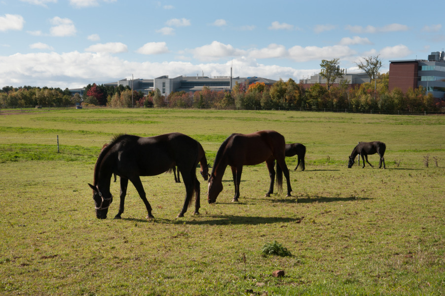 Atlantic Veterinary College's horses in pasture. 