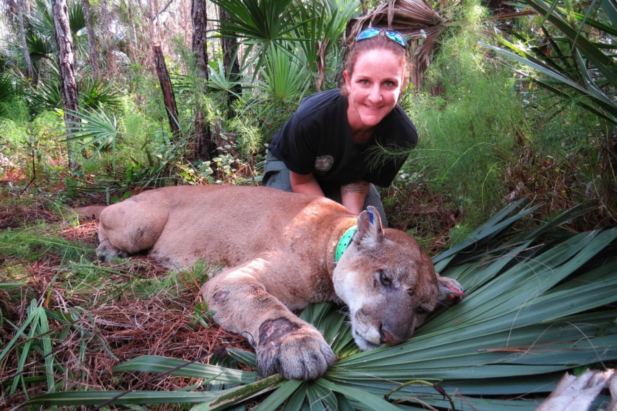 Dr. Lara Cusack with an adult wild panther that was successfully rehabilitated. 