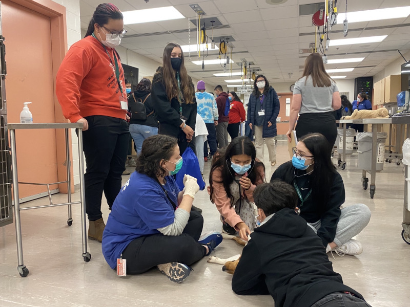Claire Graham, AVC Vet Camp Coordinator and doctor of veterinary medicine student, teaches participants about small animal physical examinations.