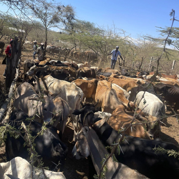 A photo of smallholder dairy farmers in Nkando, Kenya.