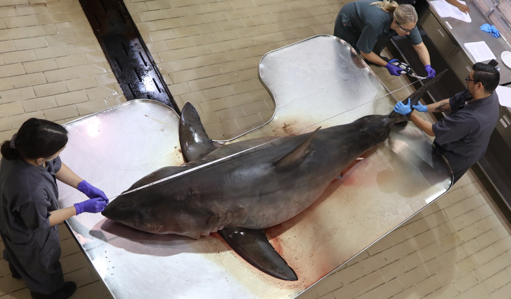Great White Shark Necropsy Great White Shark Postmortem