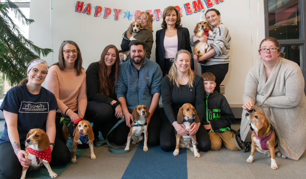 Atlantic Veterinary College hosts retirement party for beagles