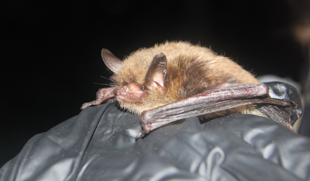 Northern Myotis by Jordi Segers Northern Myotis Bat