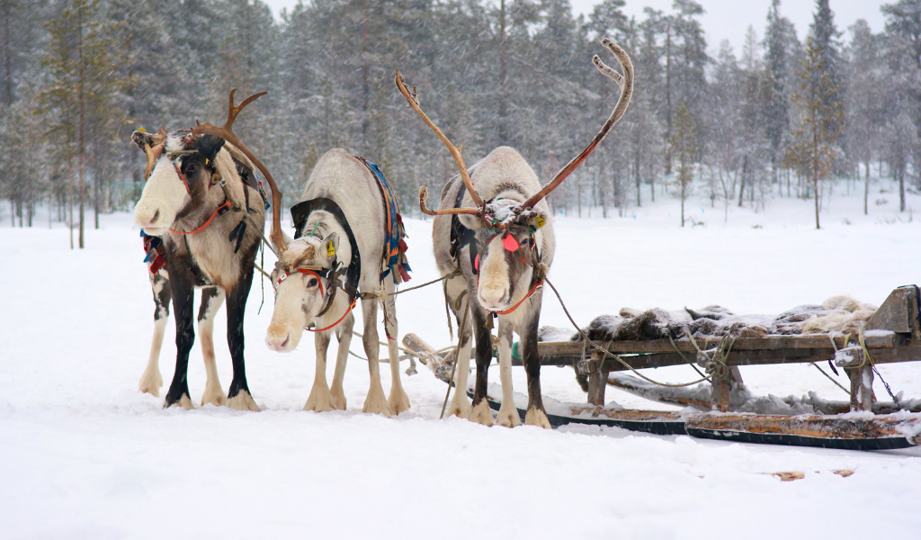 Santa’s reindeer cleared to fly by AVC veterinarians Santa’s reindeer cleared to fly by AVC veterinarians