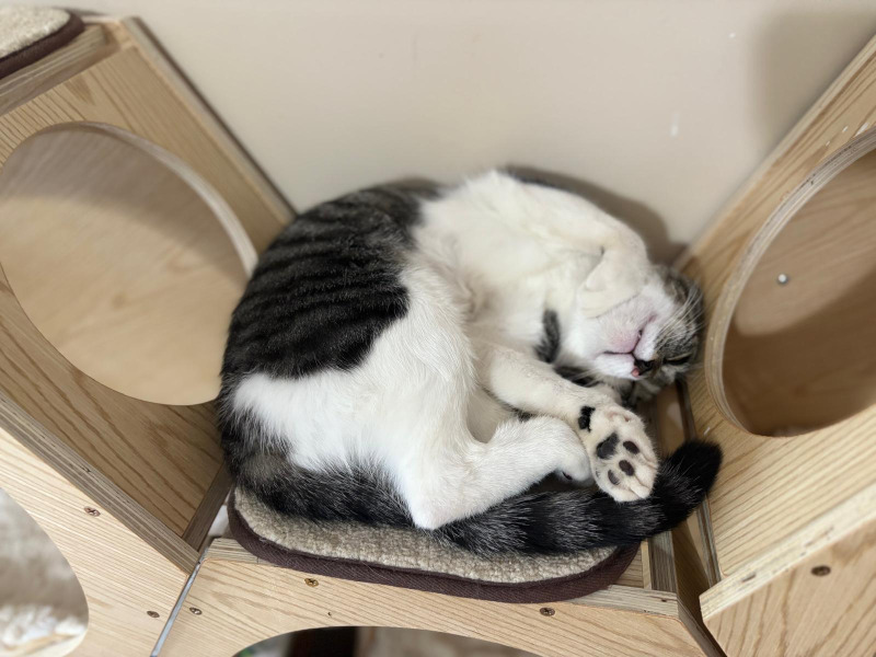 Drs. Catherine Ryan and Tracy Doucette's cat Keava sleeping cat