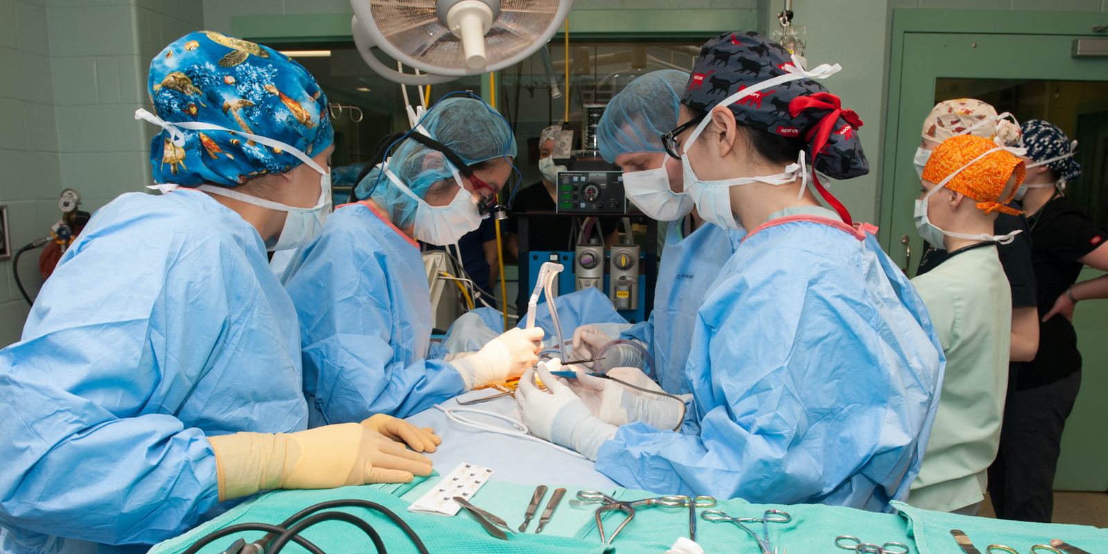 veterinary students perform surgery