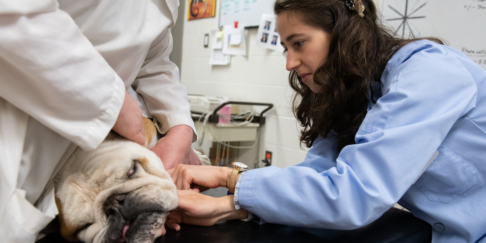 a veterinarian prepping a bulldog for surgery