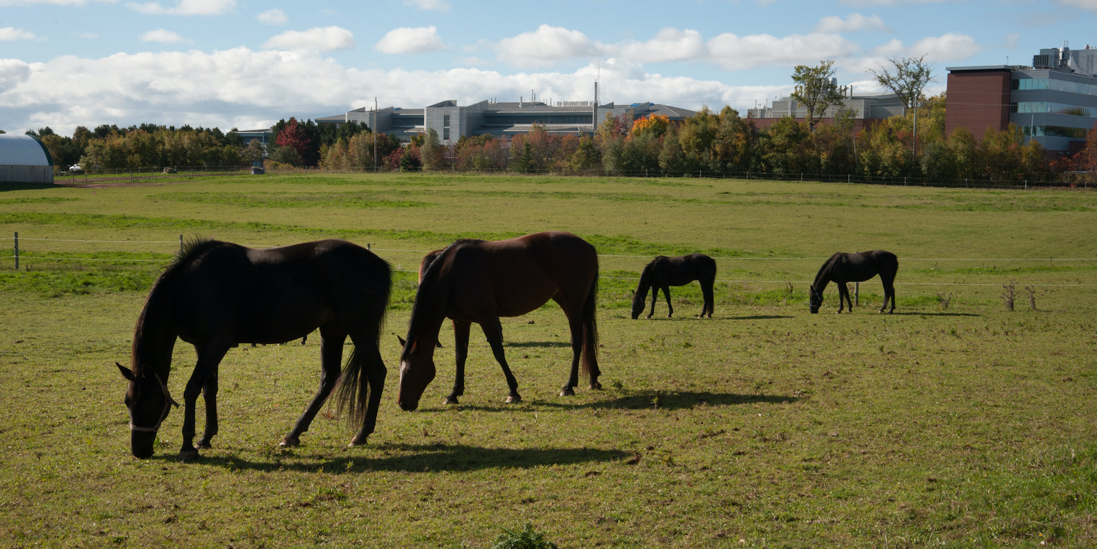 four horses in a pasture outside the Atlantic Veterinary College