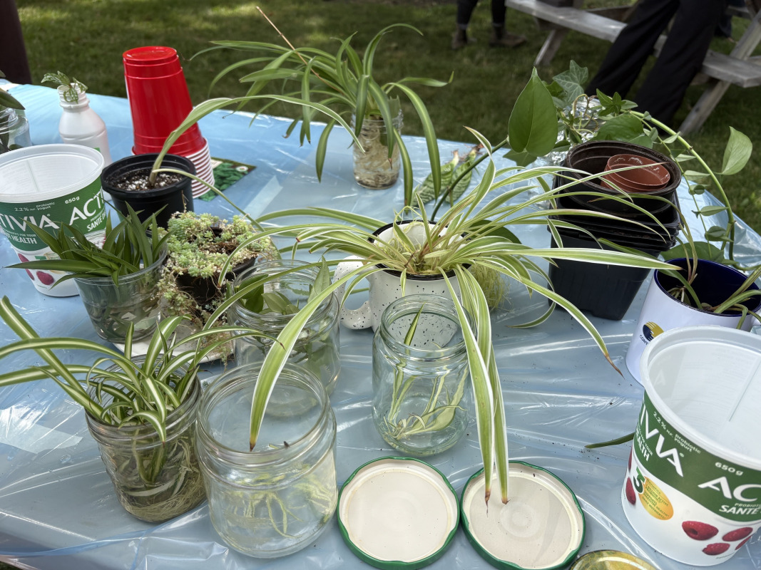 photo of several types of indoor plants on a table with a blue plastic tablecloth
