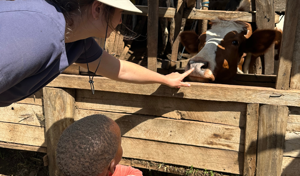Kaitlin Coles makes friends with a cow on a Kenyan farm with a future farmer looking on