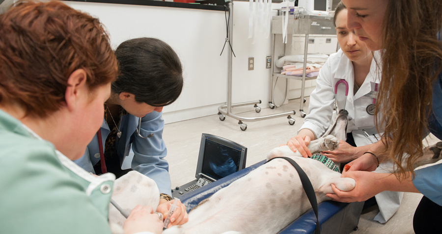 veterinarians assisting a greyhound