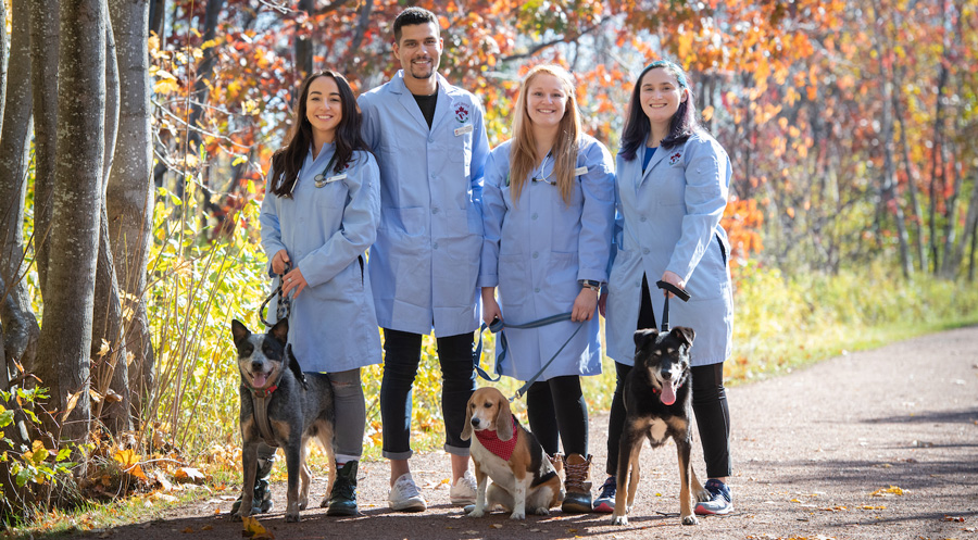 Doctor of Veterinary Medicine (DVM) | University of Prince Edward Island