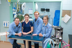 four veterinarians in a surgery suite