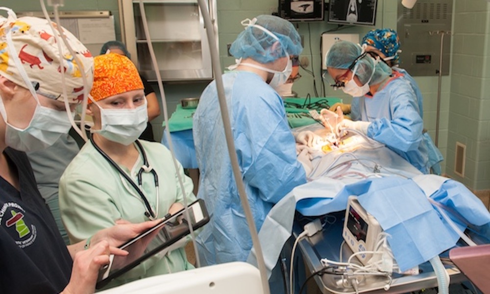a group of veterinarian surgeons in an operating room