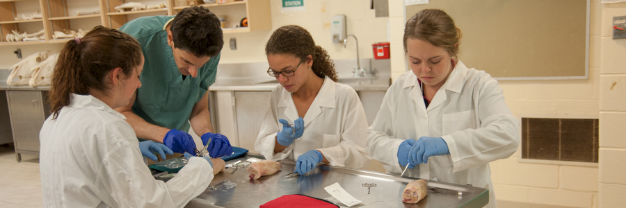 three students working in animal surgery
