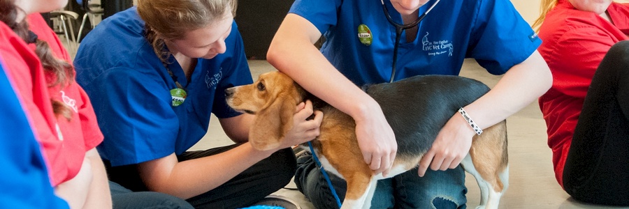 vetcamp participants and a beagle