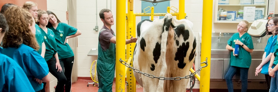 a veterinarian demonstrates anatomy of Holstein cattle