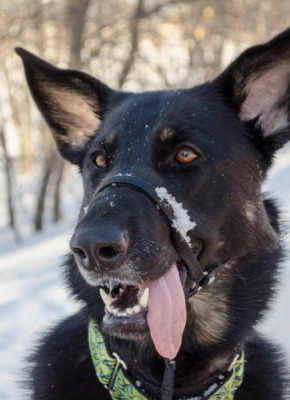 Boo shows off her pearly whites on a snowy day. Photo: David Taylor Boo shows off her pearly whites on a snowy day. Photo: David Taylor