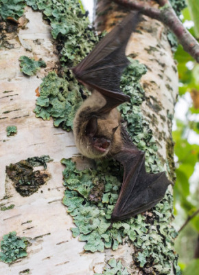 A little brown myotis. Photo: Jordi Segers A little brown myotis. Photo: Jordi Segers
