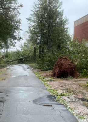 image of fallen trees obstructing pathway