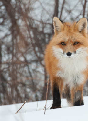 The AVC Wildlife Service provides expert care to sick, injured, or orphaned wildlife on PEI, like this beautiful red fox. A red fox