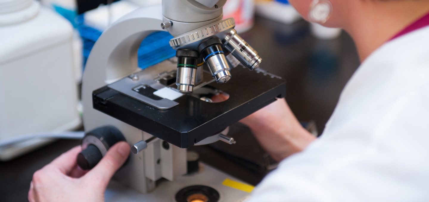 A researcher looks through a microscope