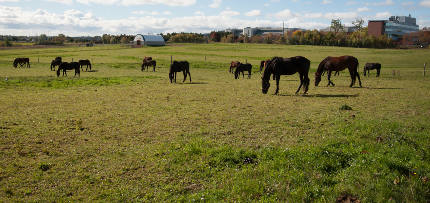 Horses graze in a field behind the Atlantic Veterinary College